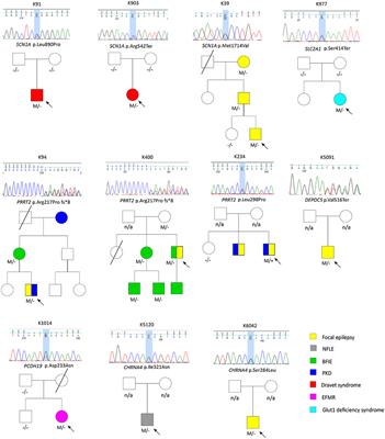 Molecular Genetic Characterization of Patients With Focal Epilepsy Using a Customized Targeted Resequencing Gene Panel